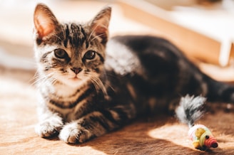 A playful tabby kitten chasing a feather toy in the sunlight.