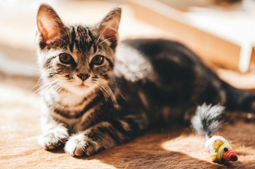 A tabby kitten lies on a sunlit surface, gazing directly at the viewer with large, curious eyes. In front of the kitten is a colorful toy mouse with a fuzzy tail.