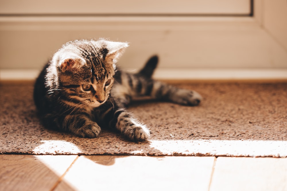 gray and black tabby kitten on brown rug