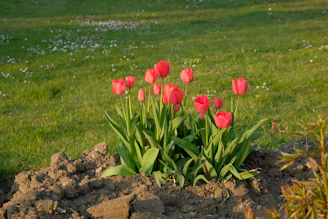 Close-up of vibrant spring tulips freshly planted in rich soil.