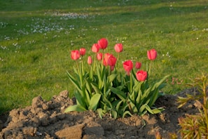 A cluster of vibrant red tulips in full bloom surrounded by lush green grass and a few white daisies in the background. The flowers are growing out of a freshly dug patch of soil, indicating a well-maintained garden.