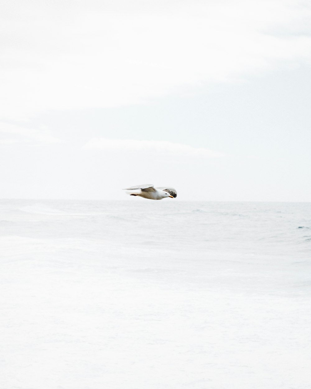 white bird in flight over body of water