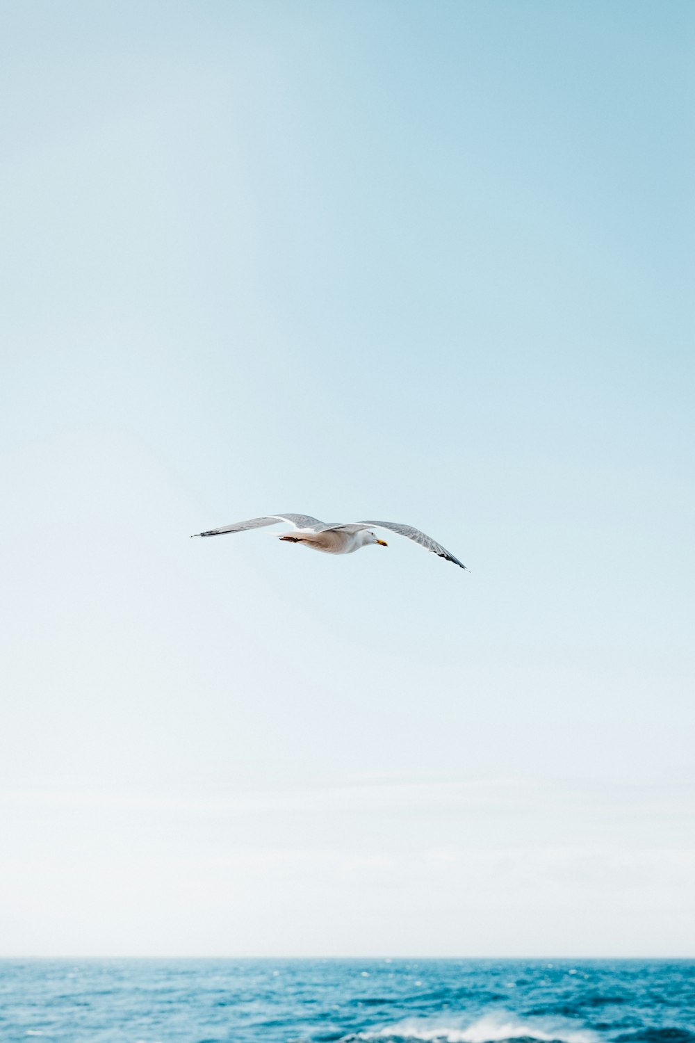 Fotografía time-lapse de gaviota en vuelo sobre el océano azul