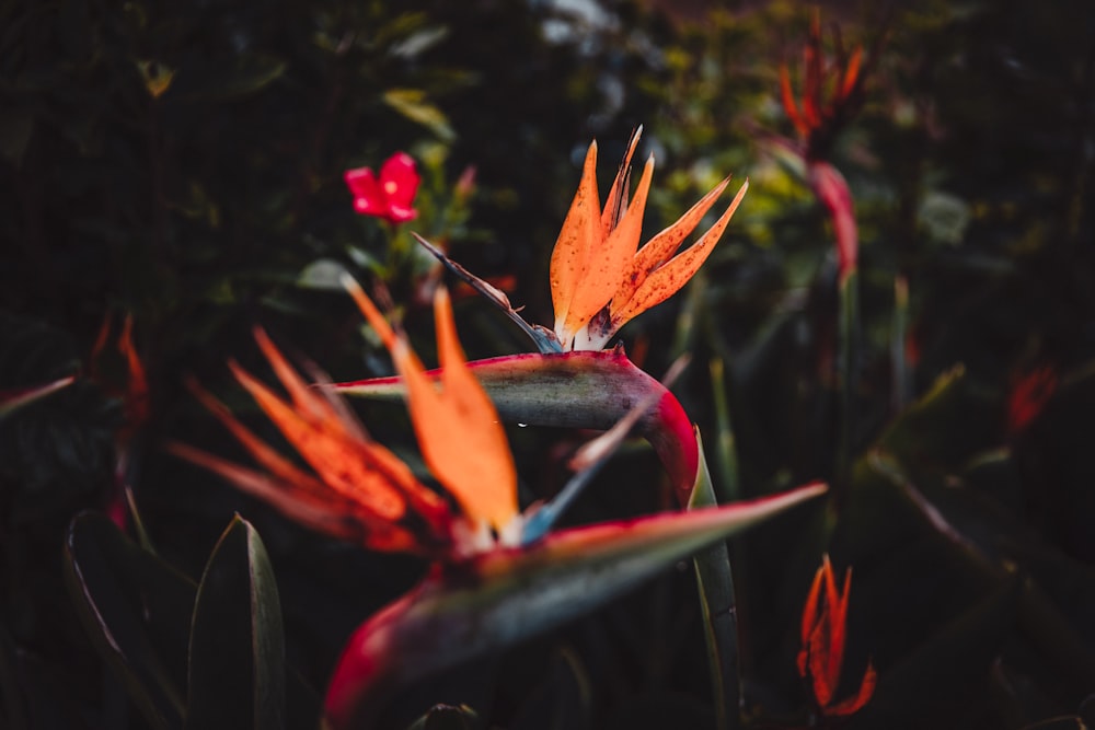 orange petaled flower