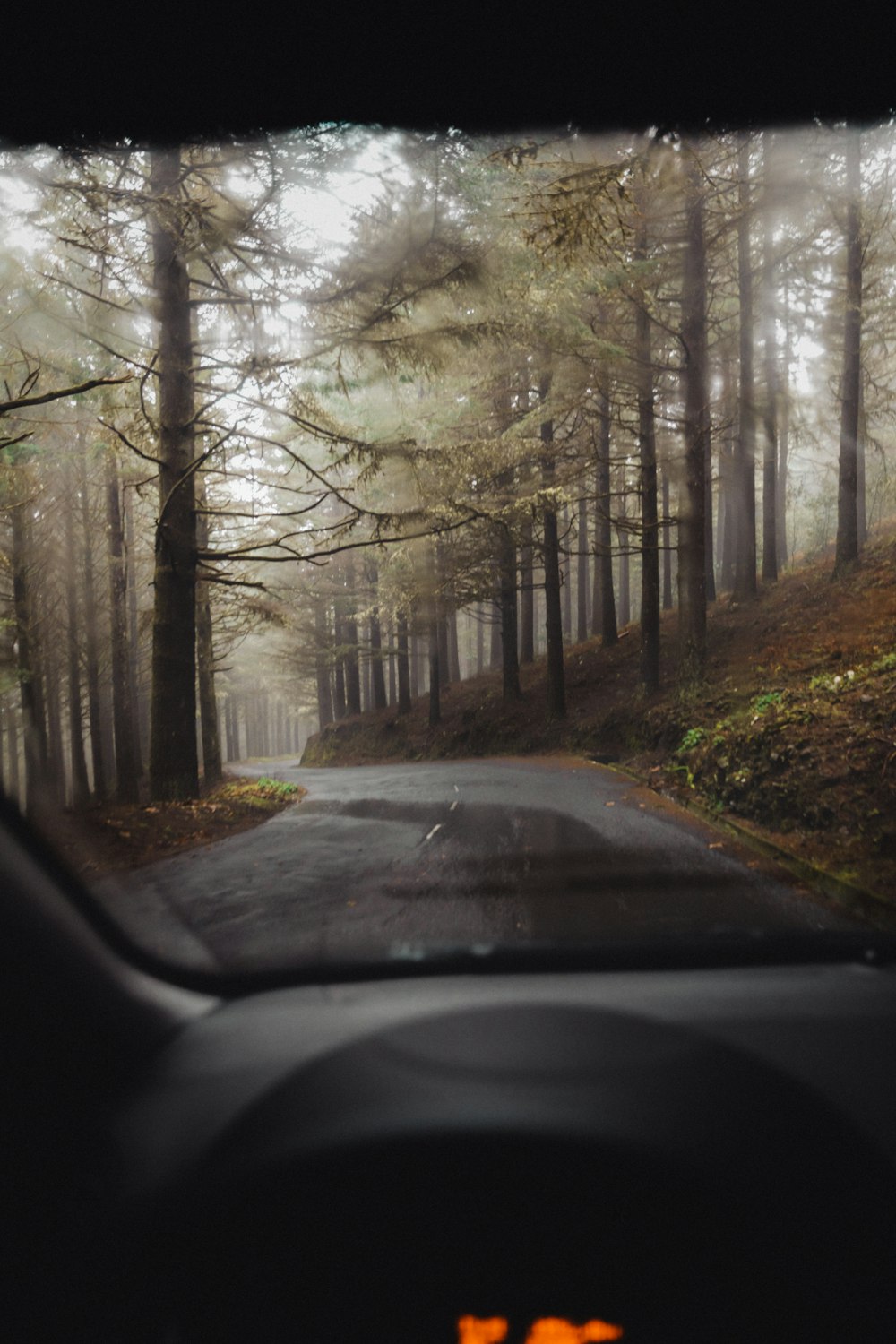 concrete road surrounded with trees covering with fogs