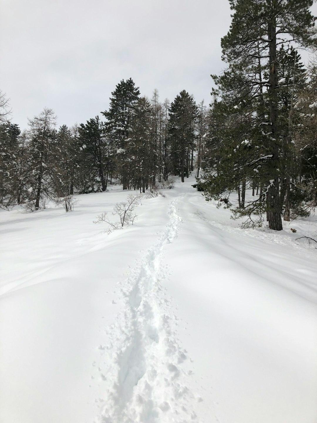 Forest photo spot Unnamed Road Albanne