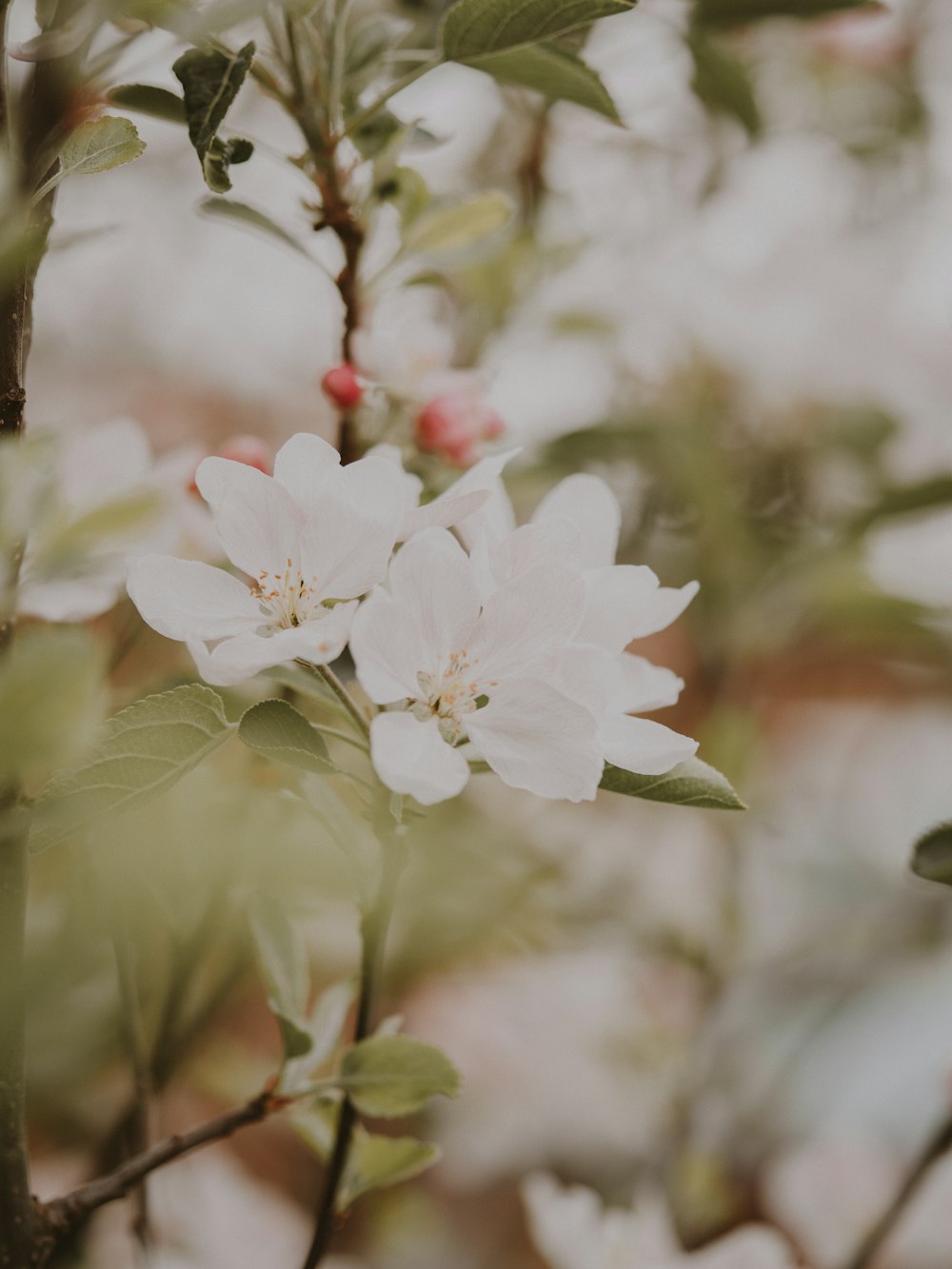 white flowers photo – Free Plant Image on Unsplash