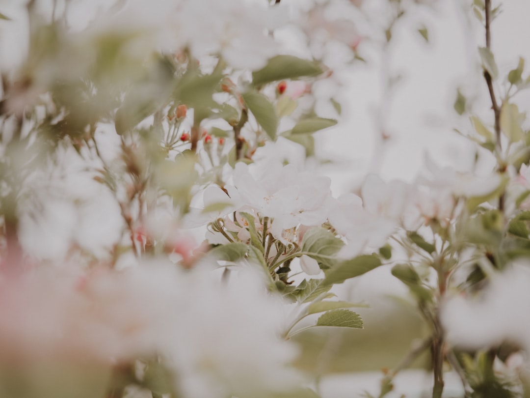 white flowers