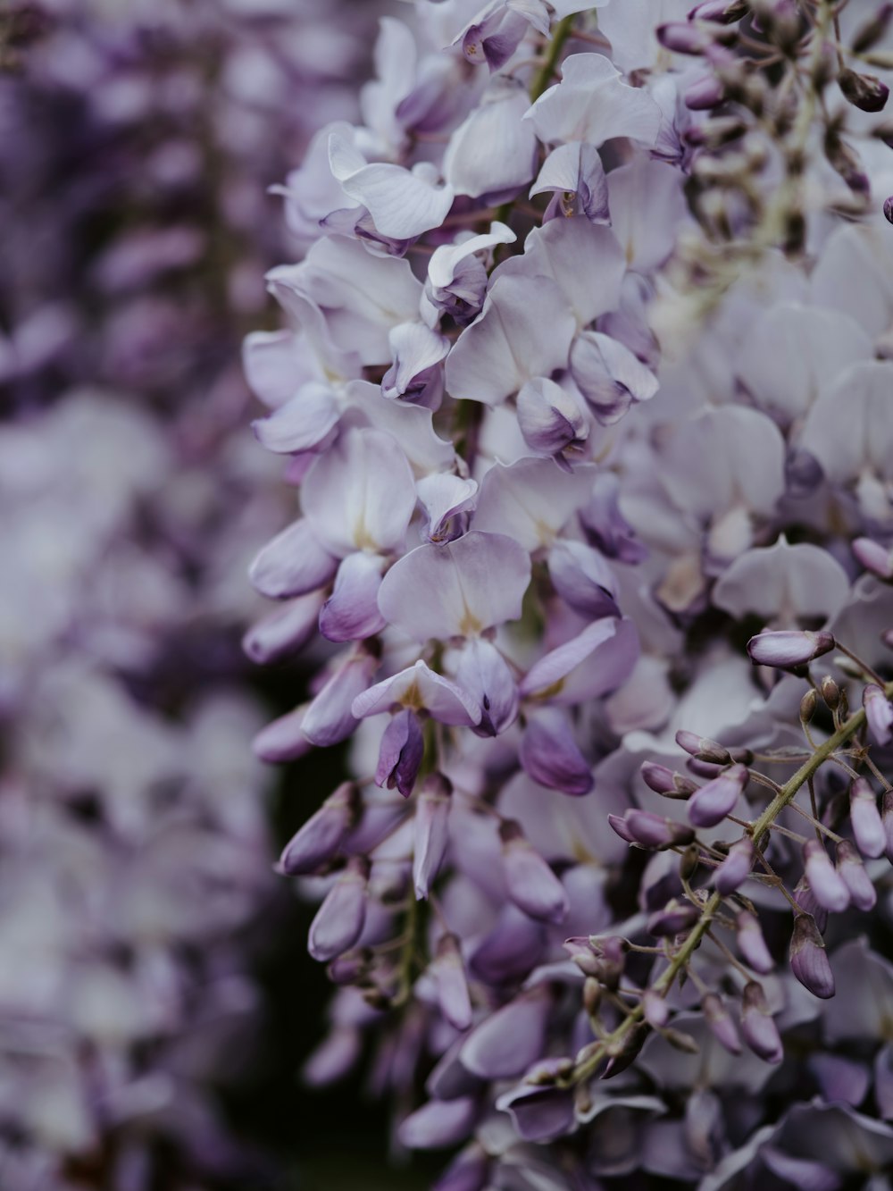 purple-petaled flower