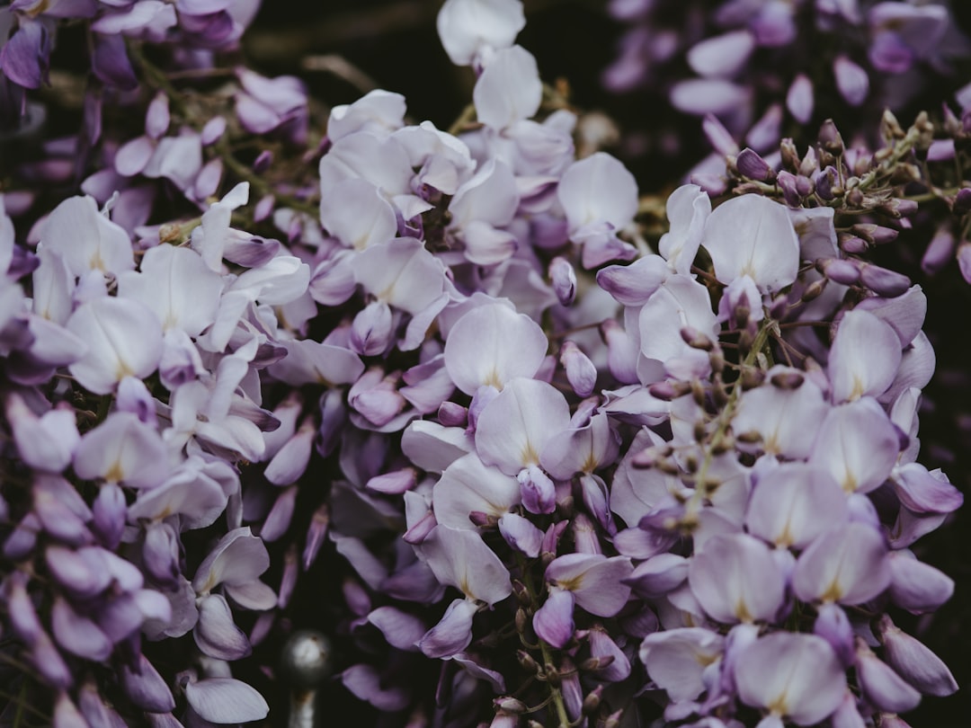 white and purple petal flowers