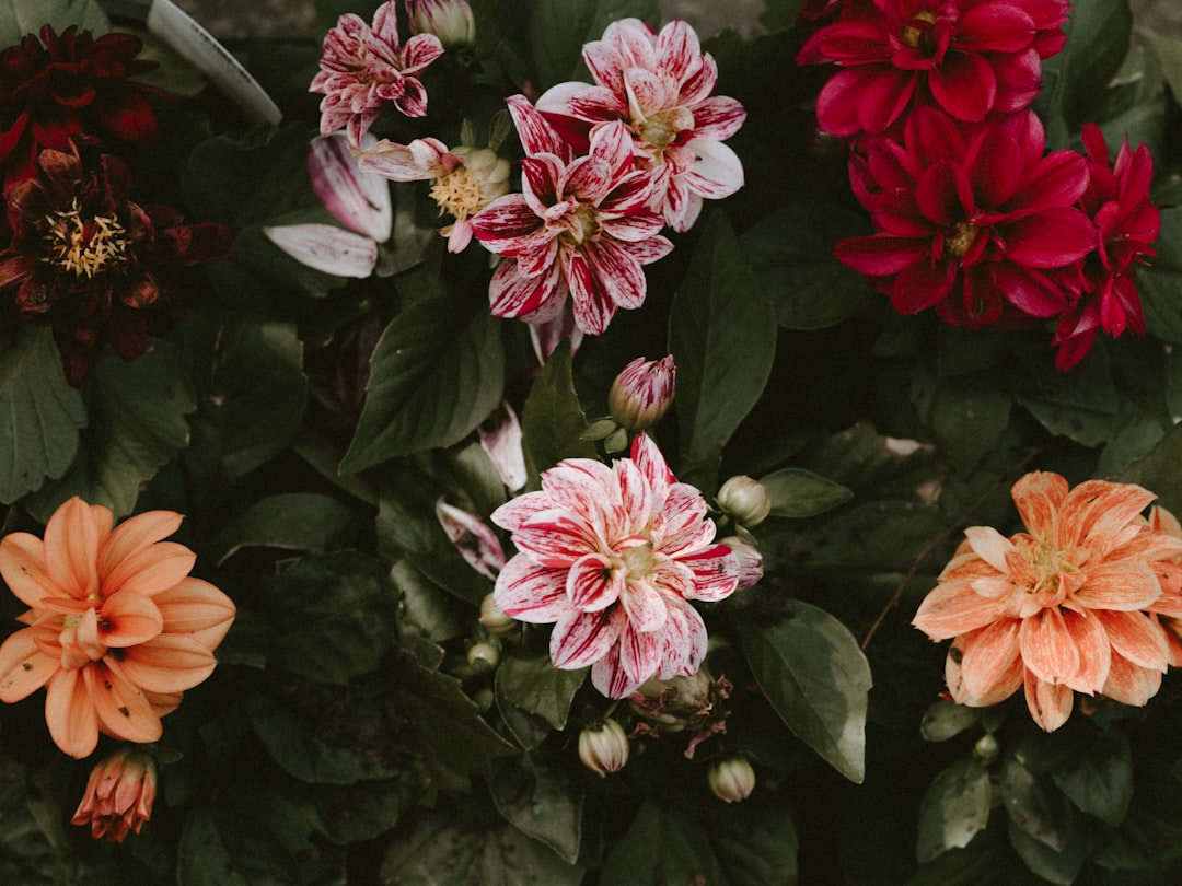 pink-petaled flower