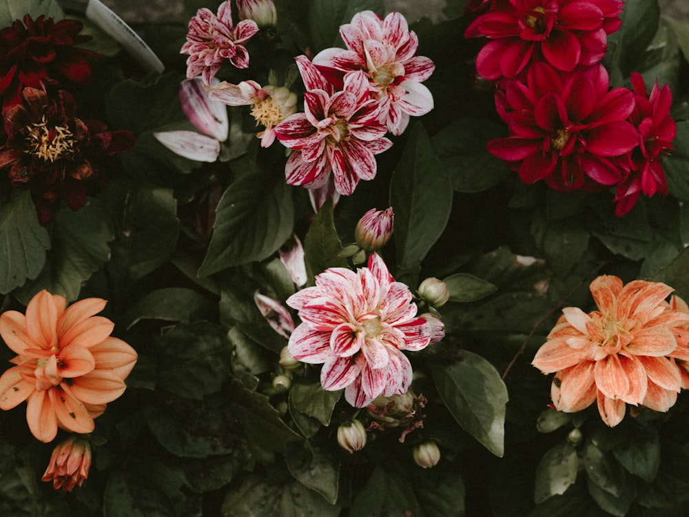 pink-petaled flower