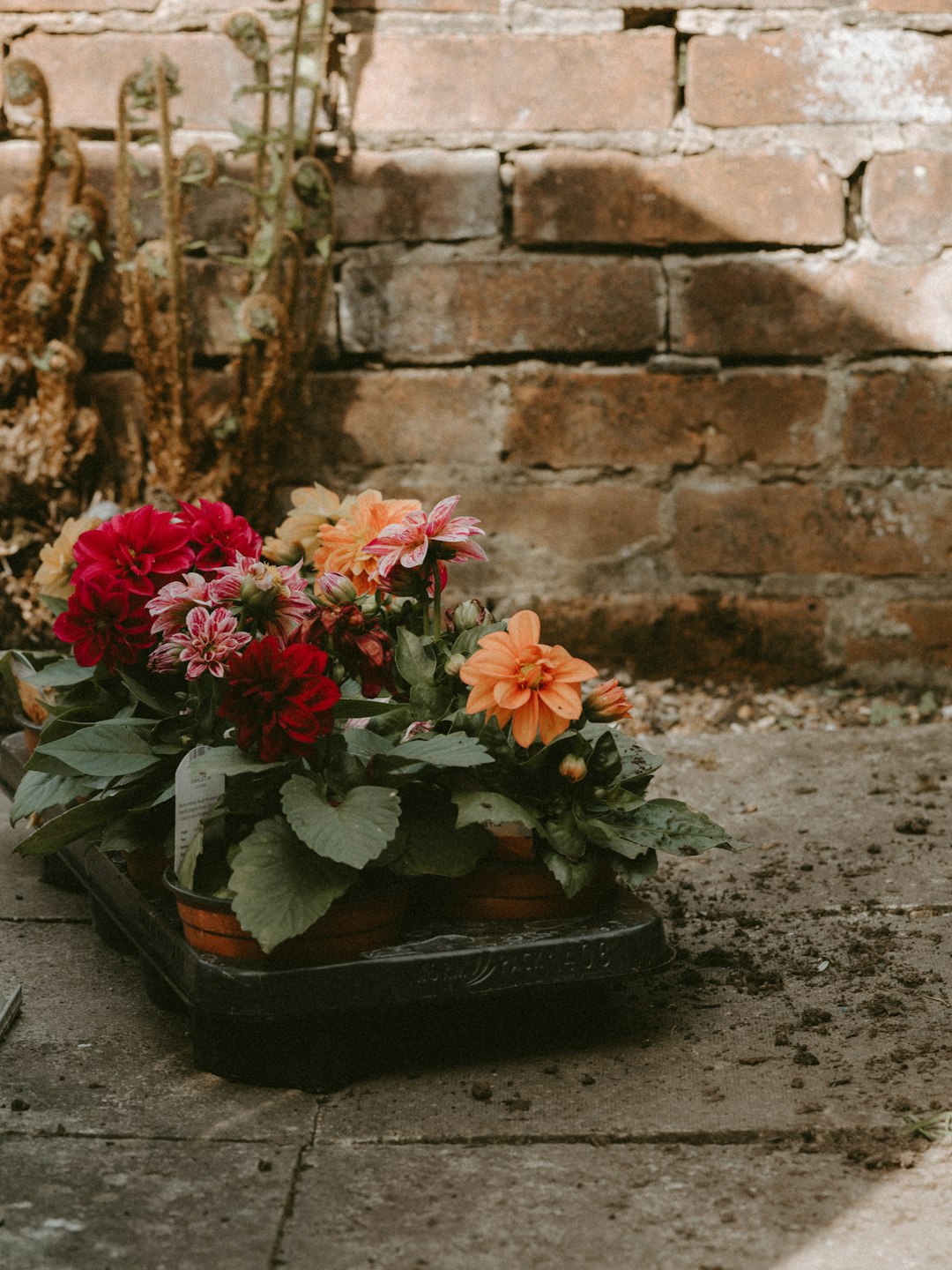 assorted-color decorative flowers