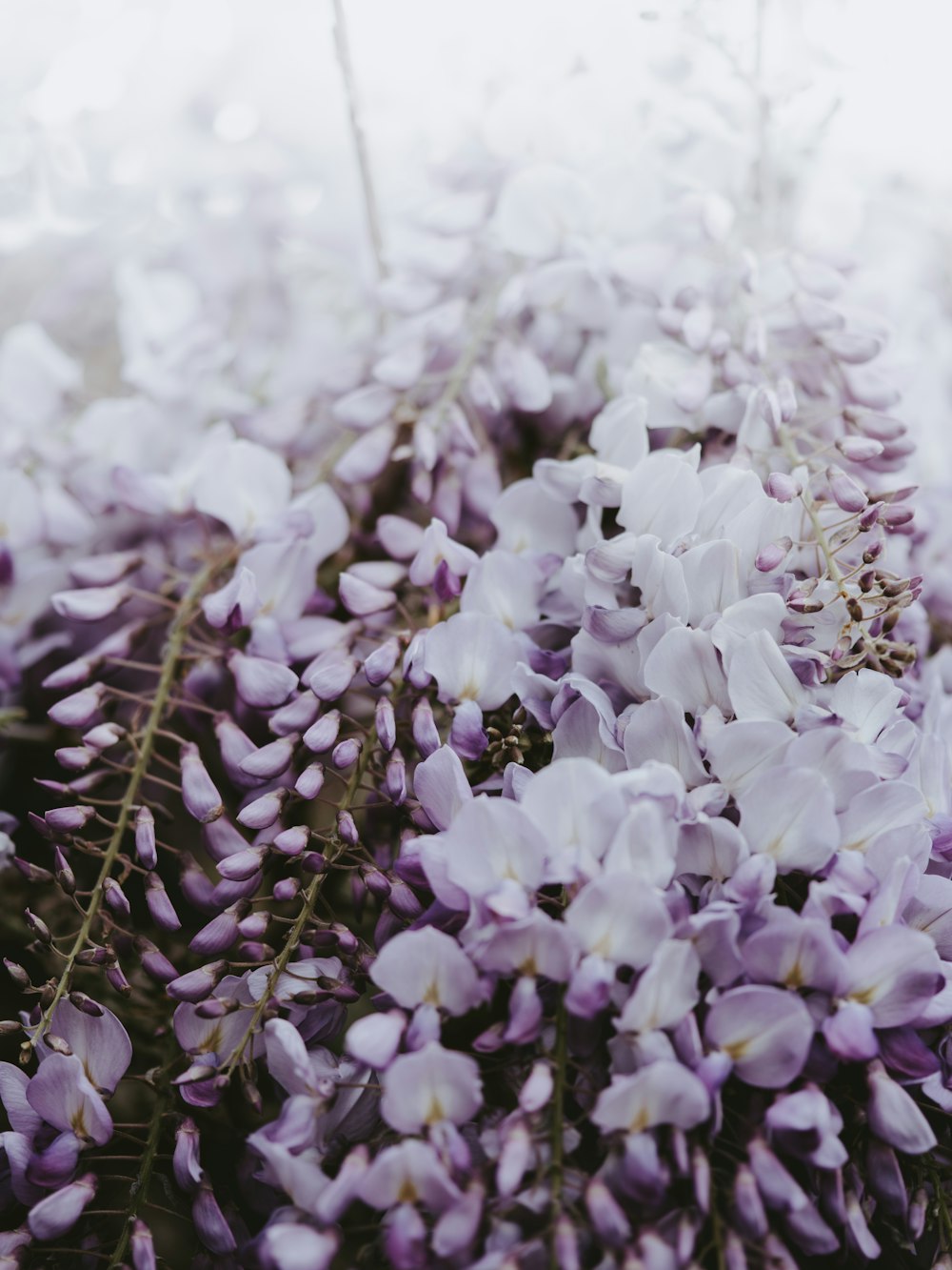 a bunch of purple flowers that are in the grass