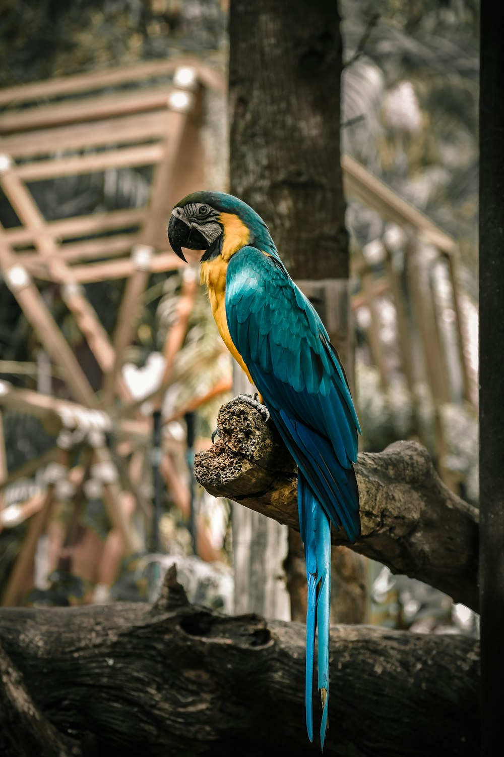 blue and yellow macaw