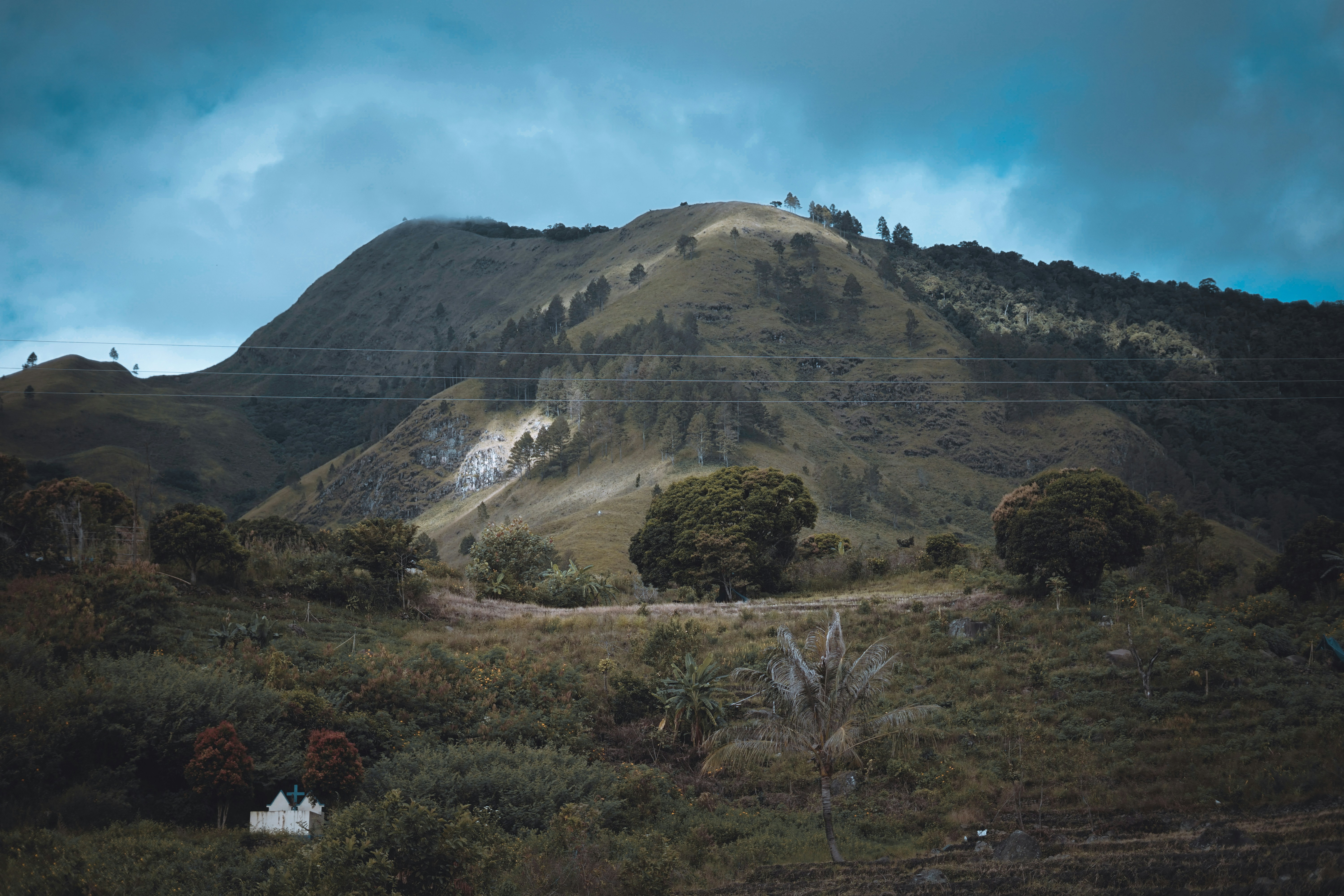 Pohon di Gunung