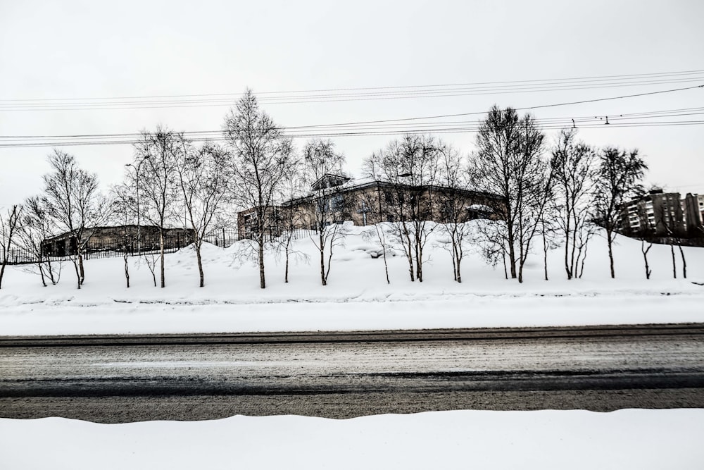 field of trees near road