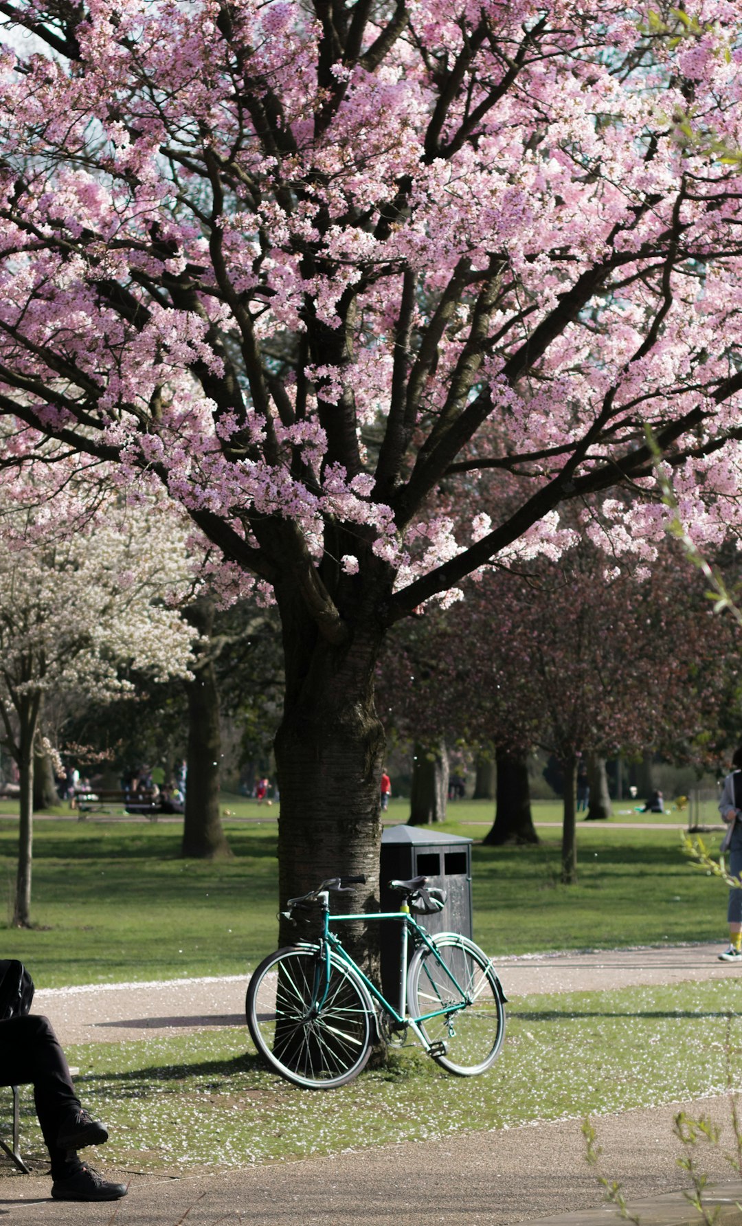 green commuter bike beside tree