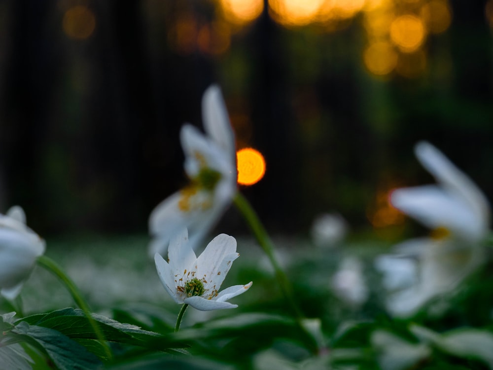 white-petaled flowers in selective-focus photography