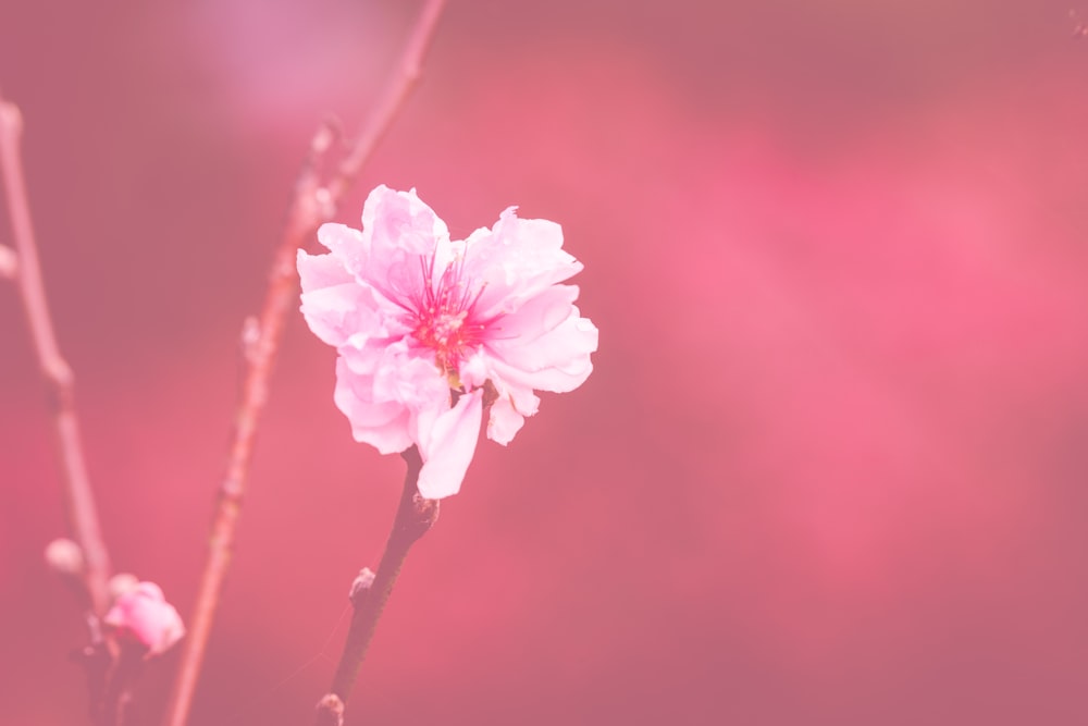 분홍색 꽃잎이 달린 꽃의 선택적 초점 사진