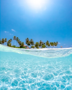 crystal clear water near coconut trees under the sun
