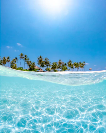 crystal clear water near coconut trees under the sun
