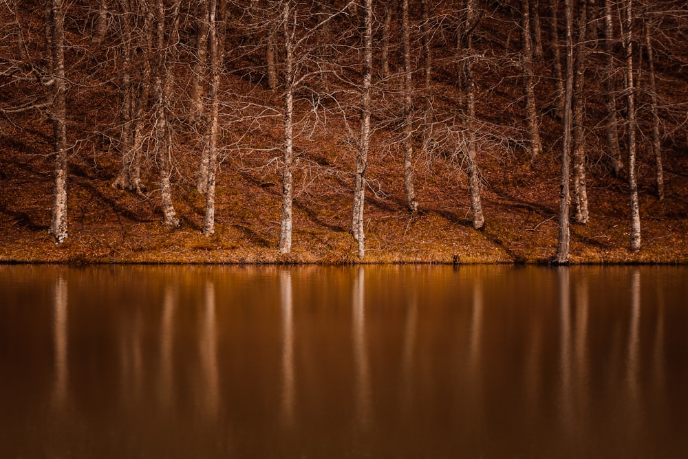 calm body of water near the tree during daytime