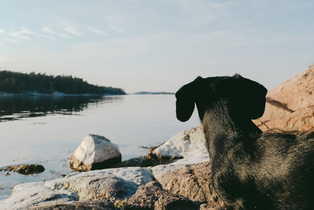 adult black dachshund near the body of water during daytime