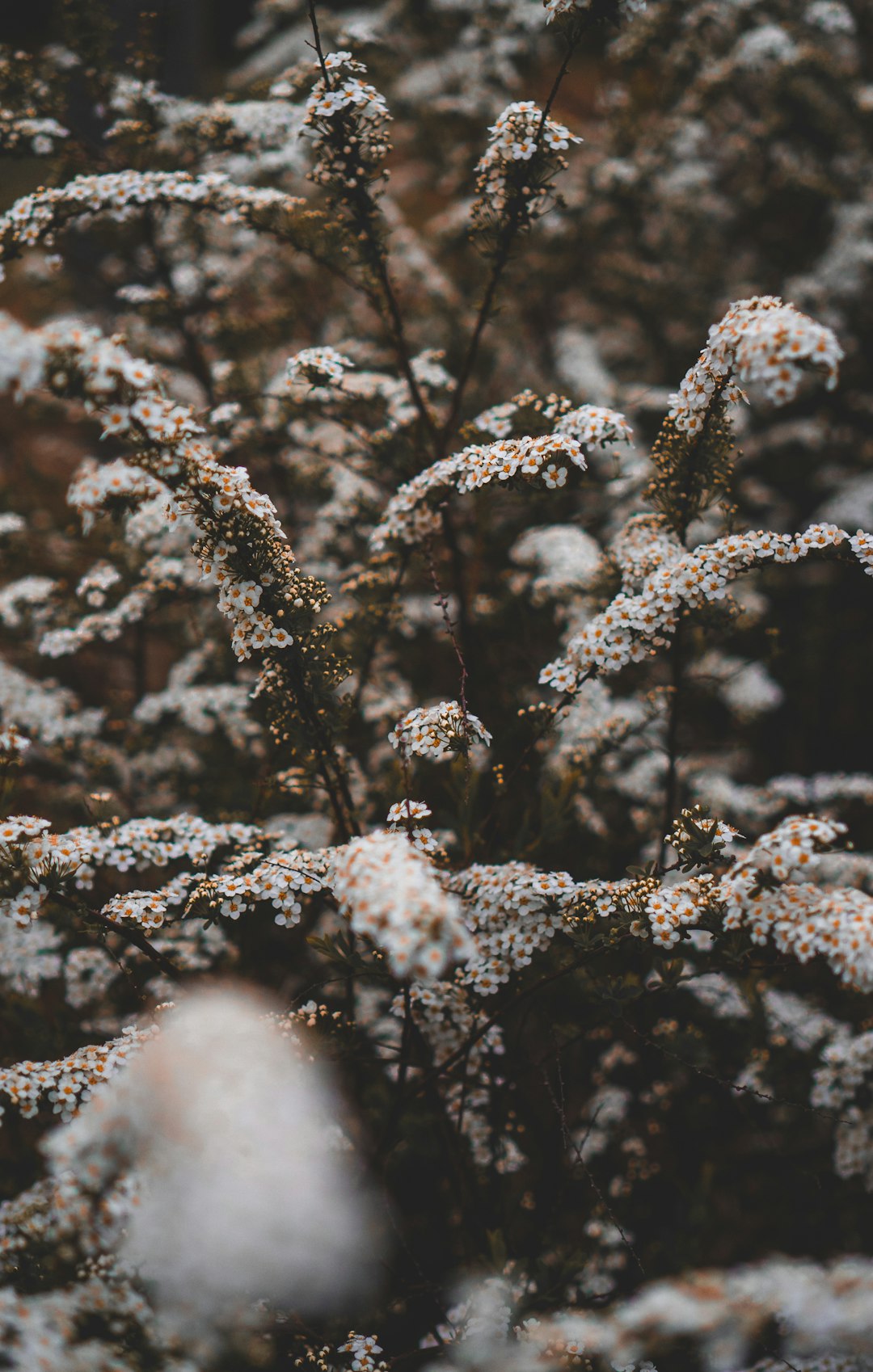 white tree