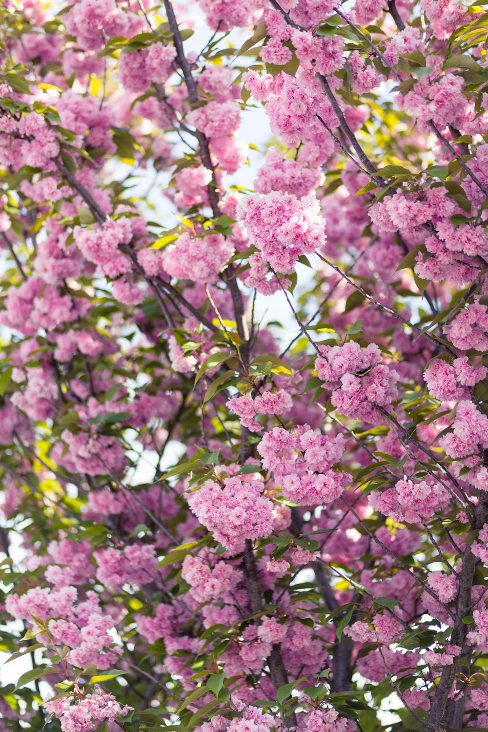 pink blooming flowers