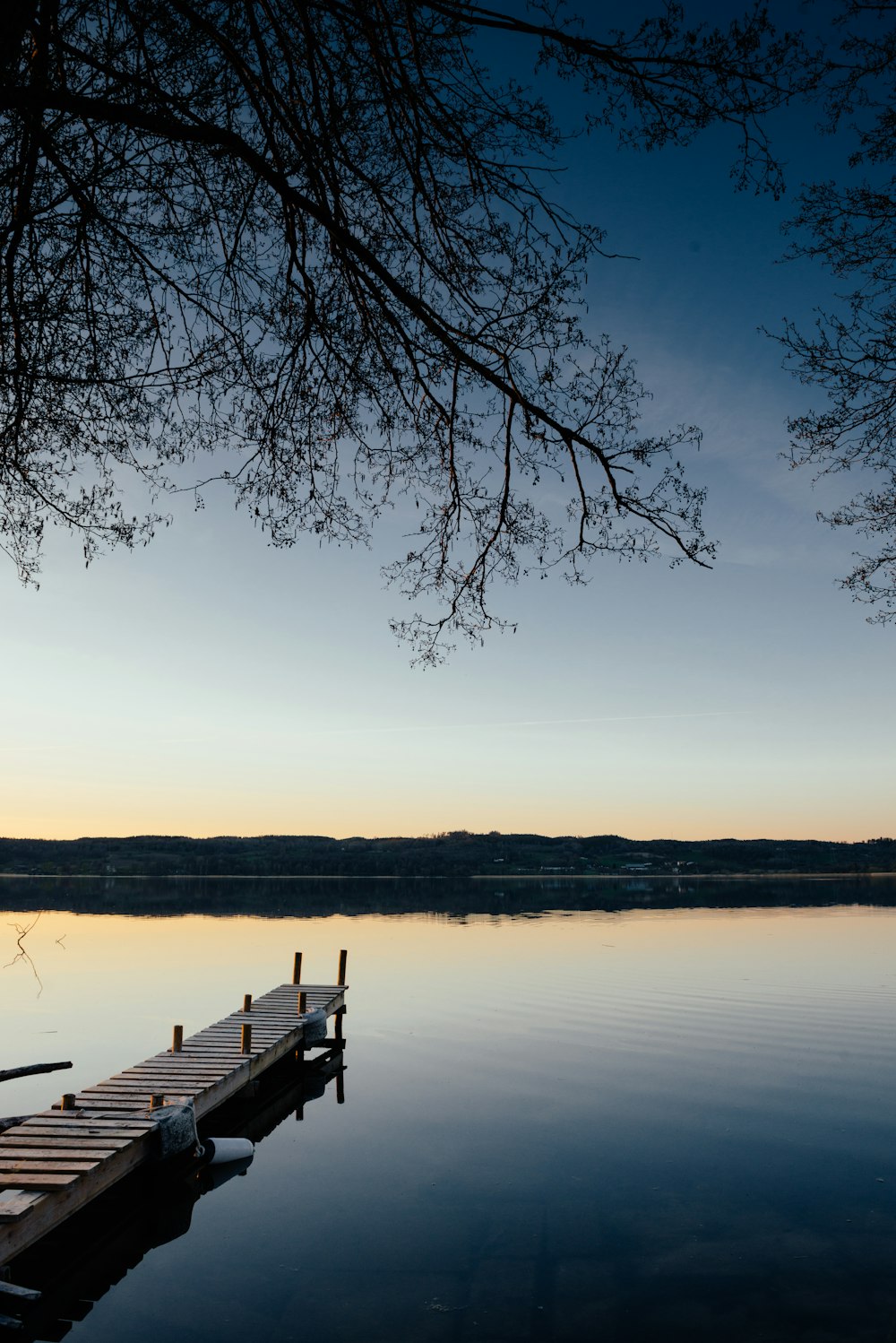 brown wooden dock near tree