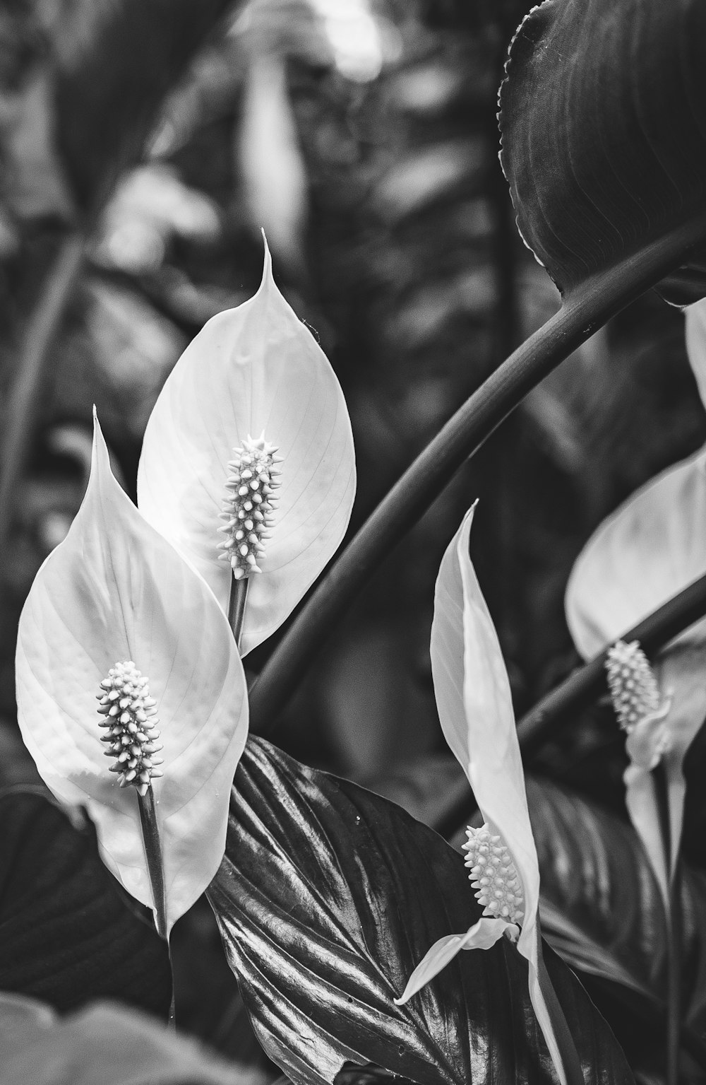 grayscale photography of anthurium plant