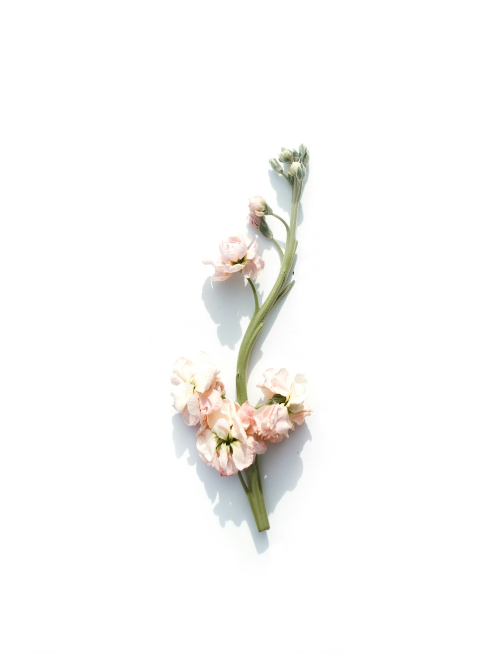 pink petaled flower on white background