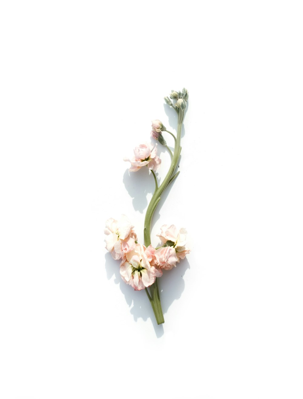 flor de pétalos rosados sobre fondo blanco