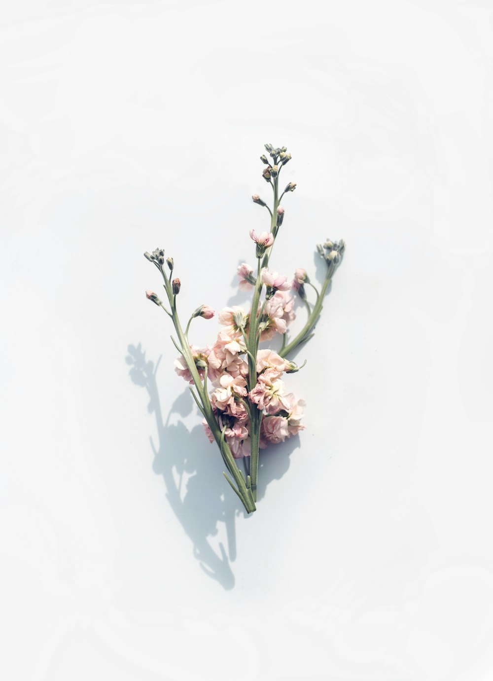 pink flower on white surface