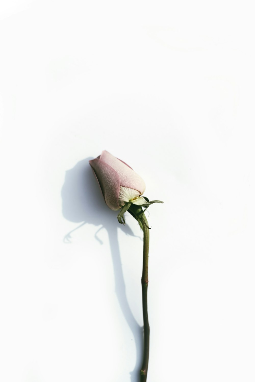 beige petaled flower on white surface