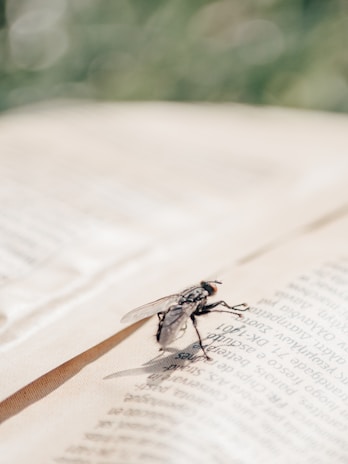 A whimsical illustration of a horsefly wearing glasses, sitting at a boardroom table with tiny papers.