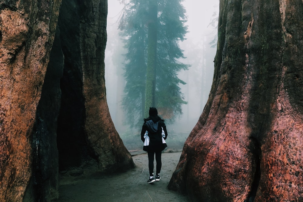 person in black jacket standing in middle of tall large tree