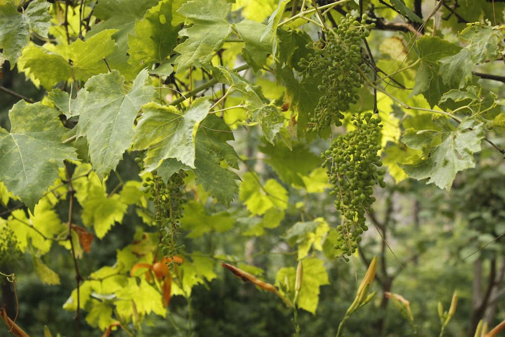 green trees and plants