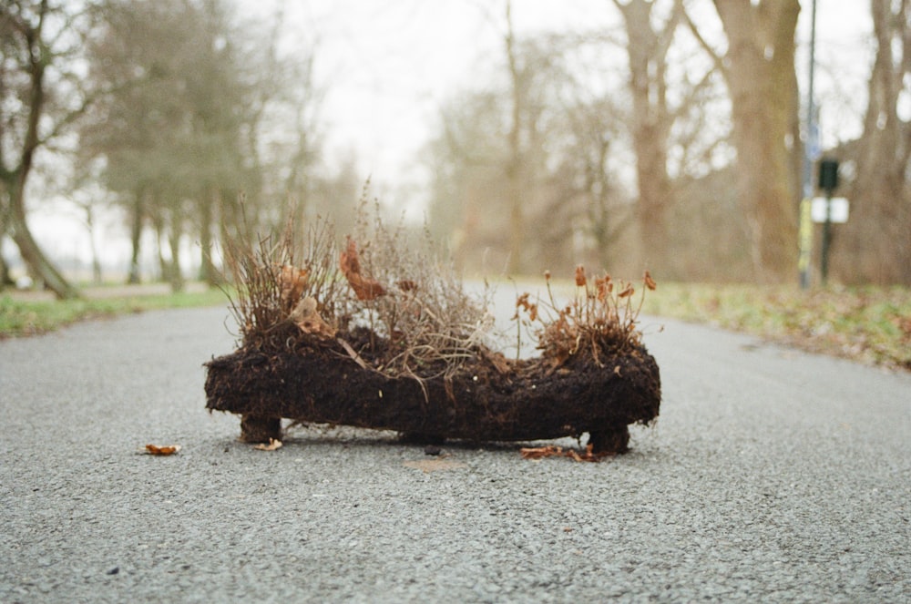 withered grasses and soil on middle of road