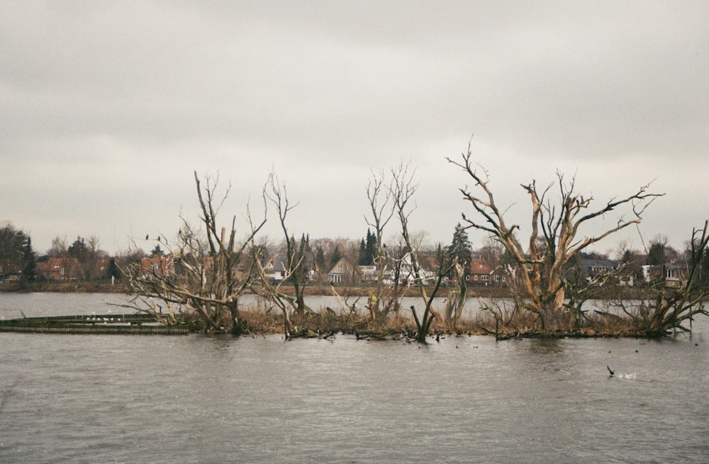 bare tree scenery