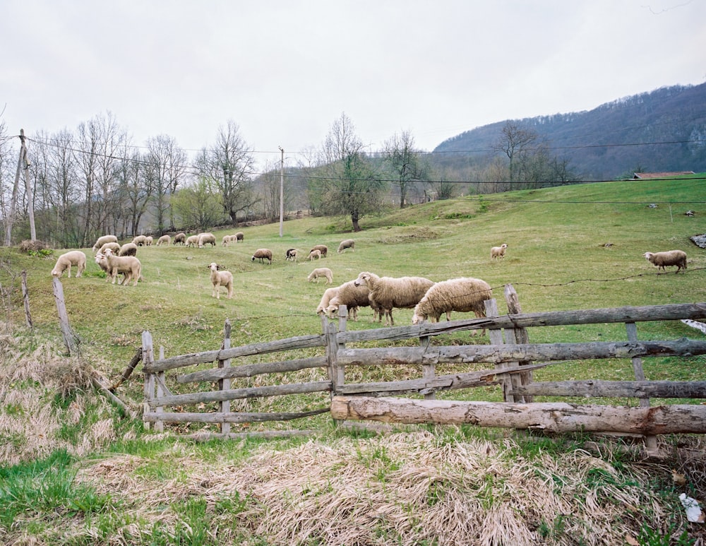 mouton beige sur un champ d’herbe verte