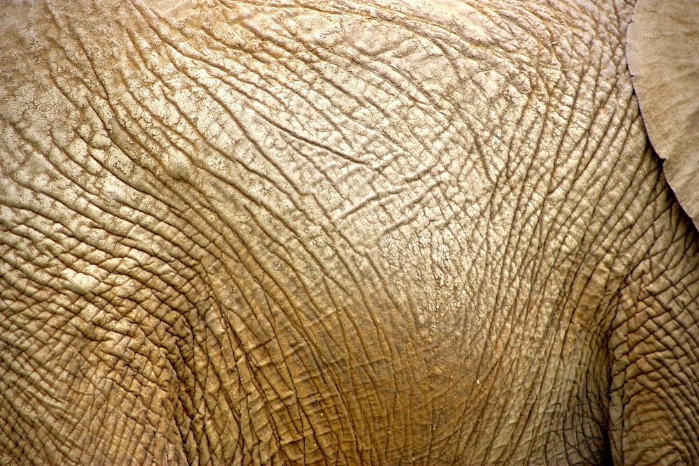 brown elephant