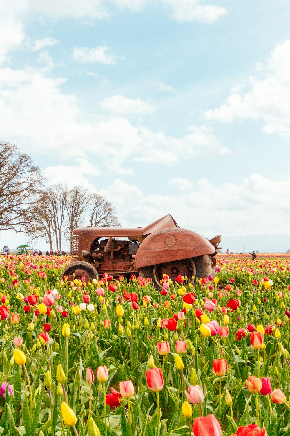 Tractor en el campo de tulipanes