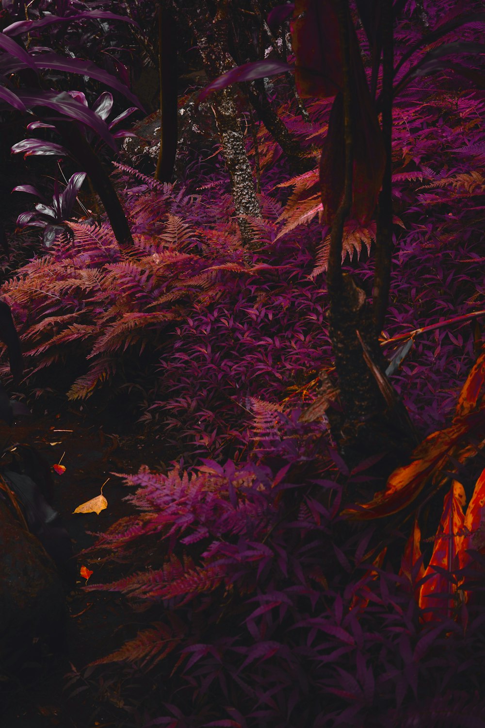 purple trees