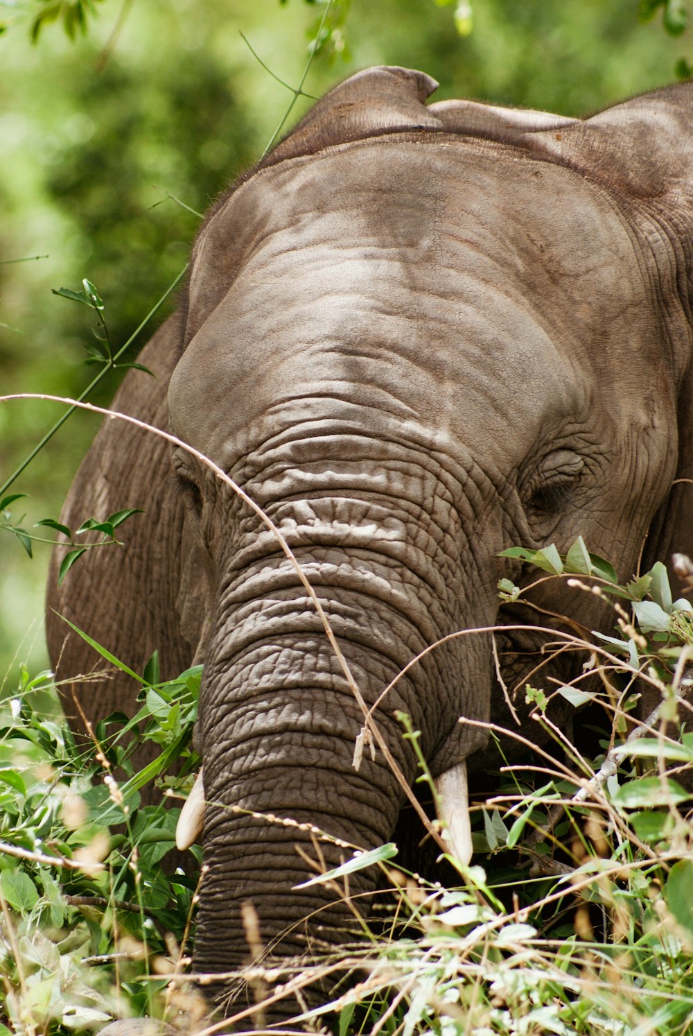 close-up photo of elephant during daytime
