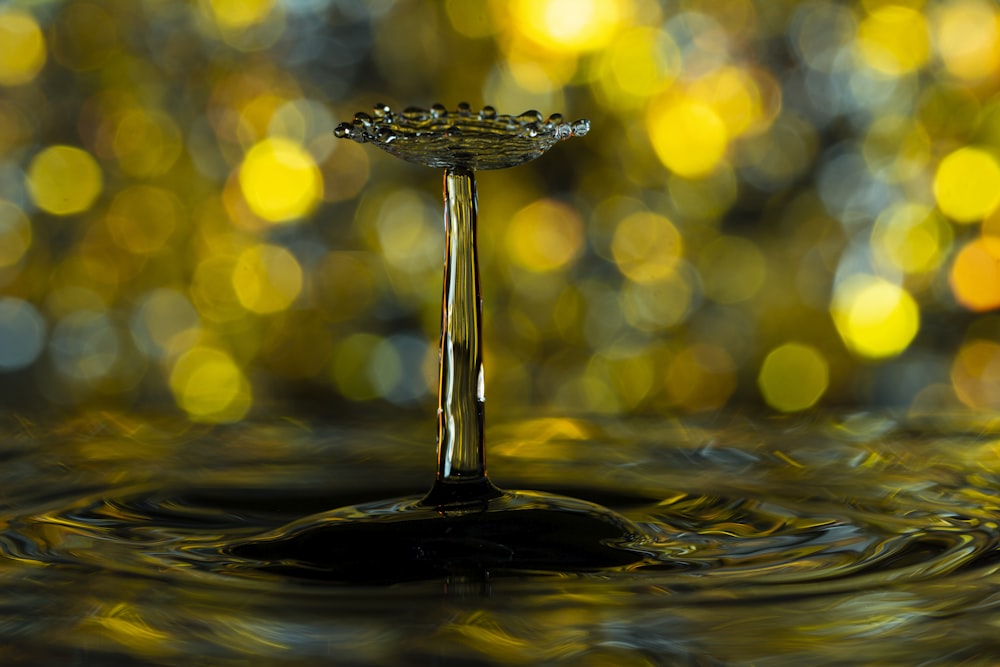 water drop in close up photography