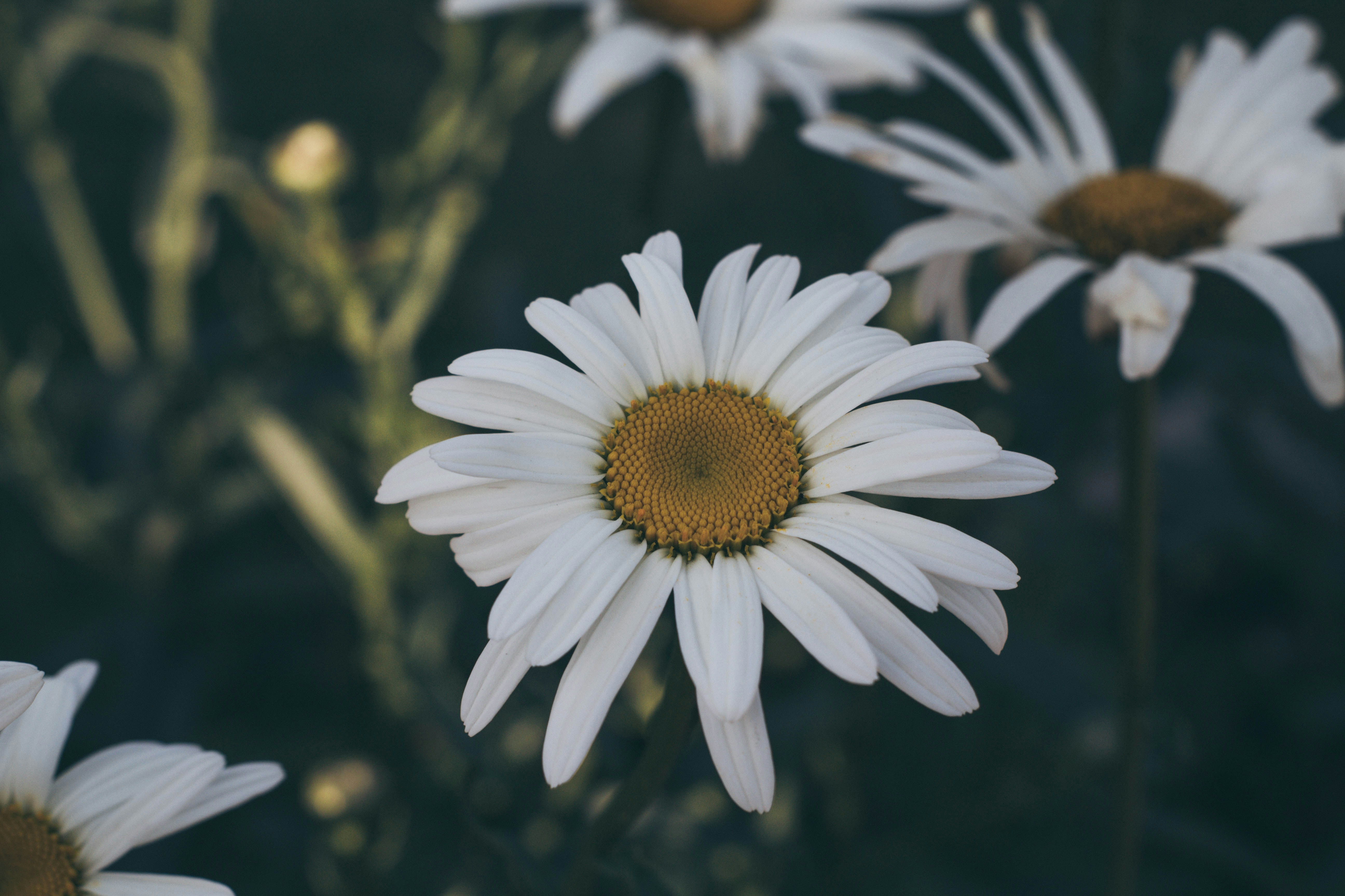 Photo by richardrivas