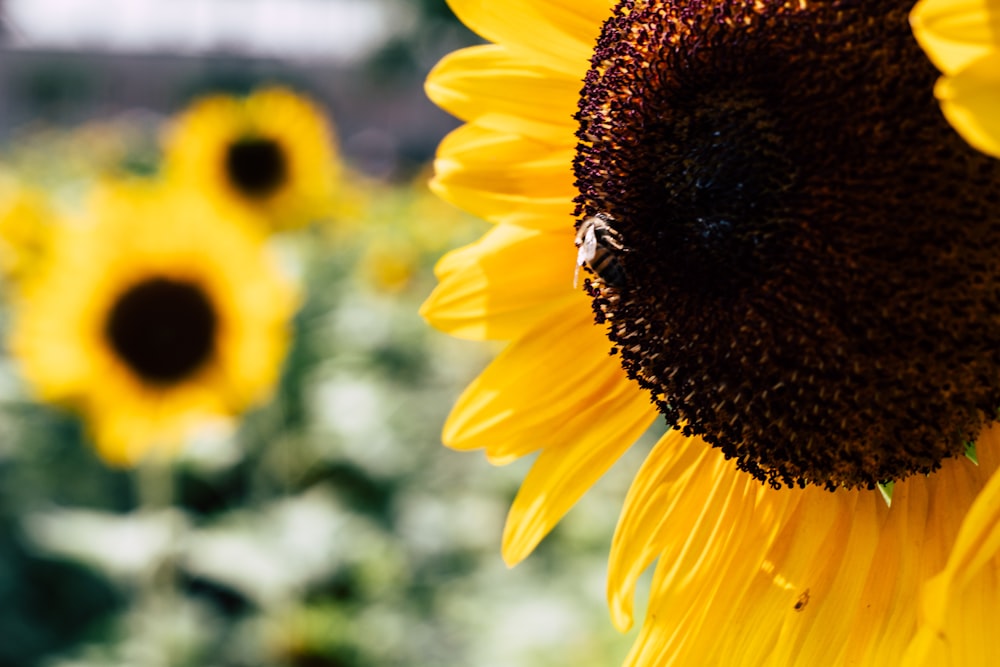 sunflowers in bloom