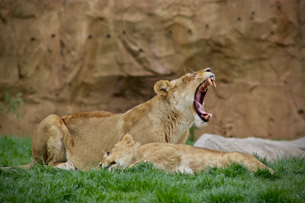 yawning lioness lying on green grass field